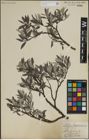 Foto von Salix lapponum L.